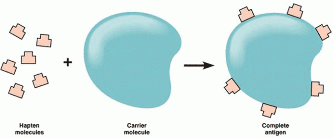 Definition Of Antigen Characteristics Types Structure And Function