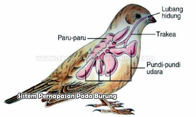 Respiratory System in Birds