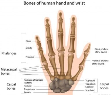 What is the function of the wrist bones? Arrangement, Layout, Image