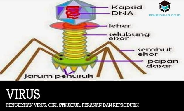 ความหมายของไวรัส ลักษณะ โครงสร้าง บทบาท และการสืบพันธุ์