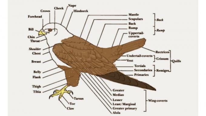 Aves. การจำแนกประเภท