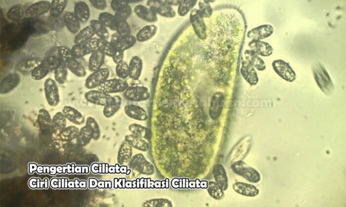 Définition des ciliés, caractéristiques des ciliés et classification des ciliés