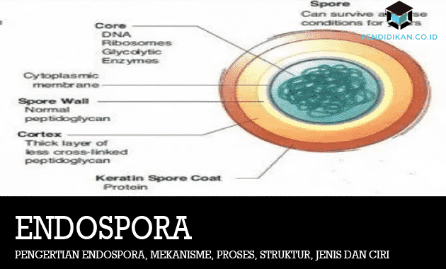 understanding-endospore