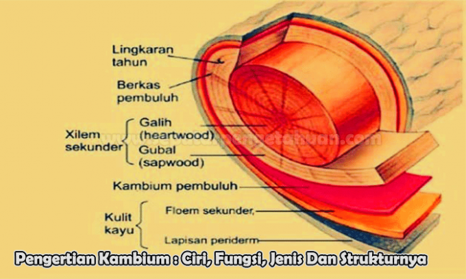 Definition of Cambium: Characteristics, Functions, Types and Structures