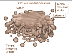 Golgi body plant cell organelles