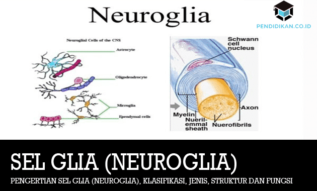 Glia-Cells Pengertian