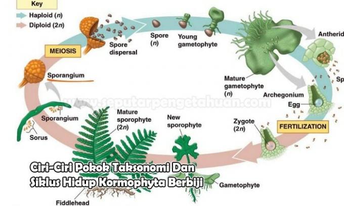 Main Characteristics of the Taxonomy and Life Cycle of Seed Kormophytes