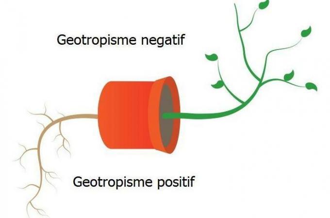 geotropism เชิงลบและบวก