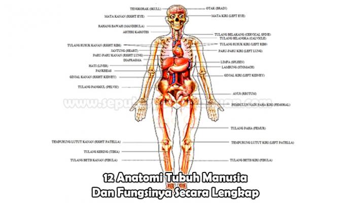 12 Cilvēka ķermeņa anatomija un tās funkcijas pilnībā