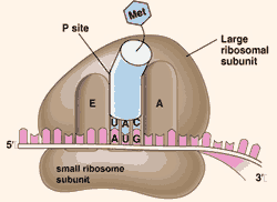 plant cell organelles ribosomes