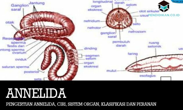 環形動物の定義、特徴、器官系、分類および役割