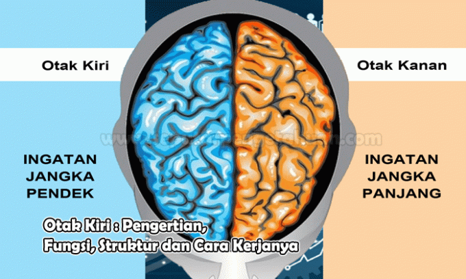 Vasaku aju struktuuri funktsiooni ja selle toimimise mõistmine