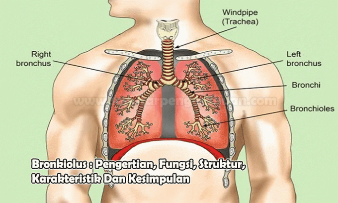 Bronchioles: Definition, Function, Structure, Characteristics and Conclusions