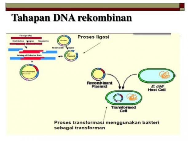 पुनर्संयोजन-डीएनए