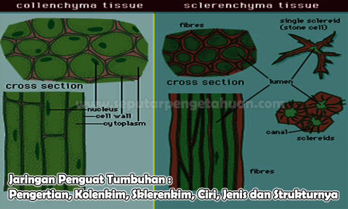 เนื้อเยื่อเสริมพืช: ความหมาย Collenchyma, Sclerenchyma, ลักษณะ, ประเภทและโครงสร้าง