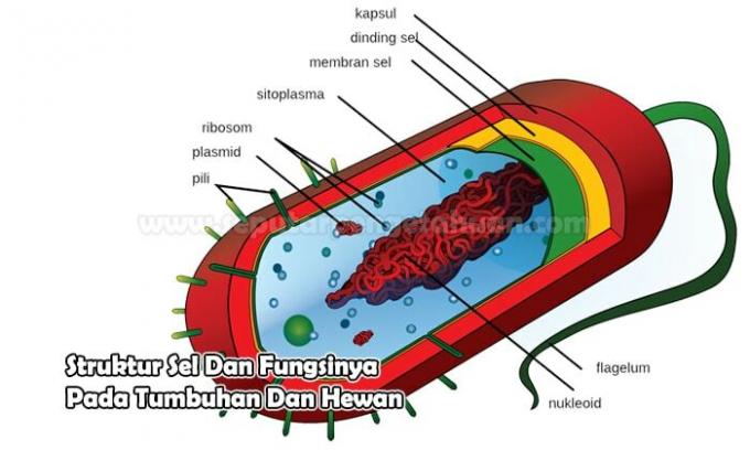 Cell Structure And Its Functions In Plants And Animals