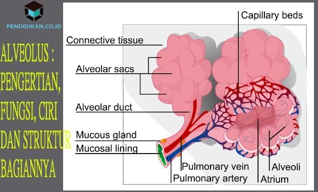 肺胞：その部分の定義、機能、特徴および構造