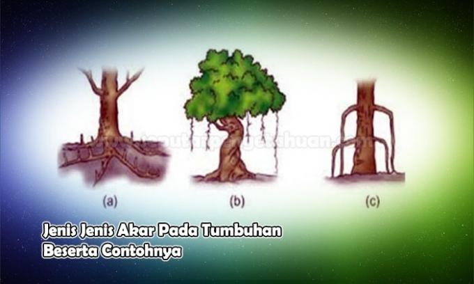 ประเภทของรากในพืชและตัวอย่าง