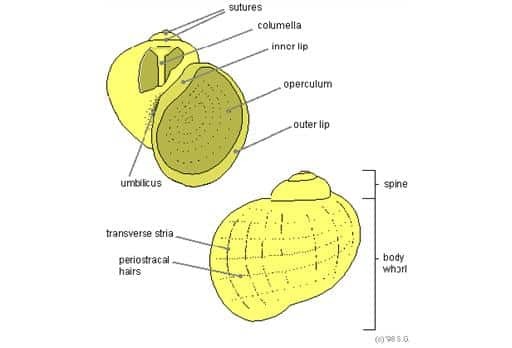 Gastropod-Shell-Order