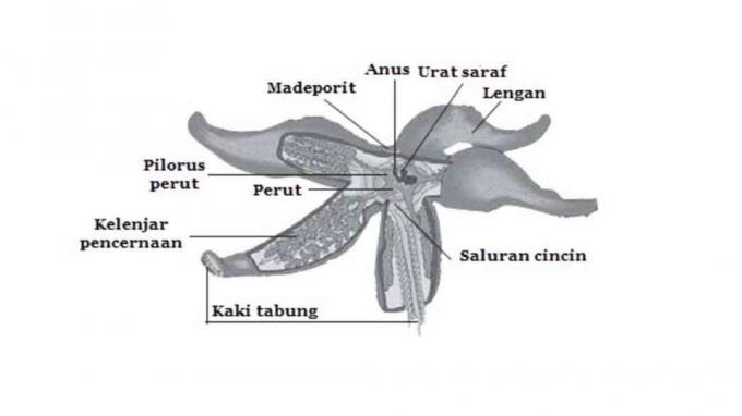 รูปภาพ-echinoderm gambar