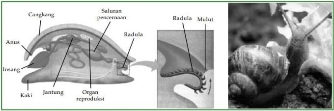 Gastropods-in-the-body-systems