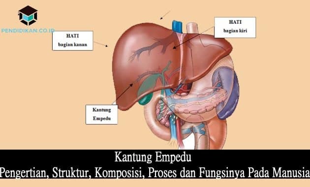 ถุงน้ำดี: ความหมาย โครงสร้าง องค์ประกอบ กระบวนการและหน้าที่ในมนุษย์