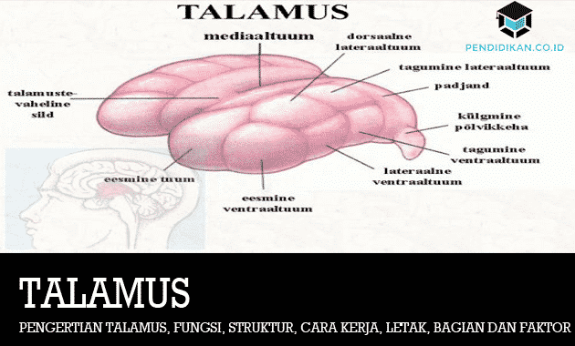 taalamuse mõistmine