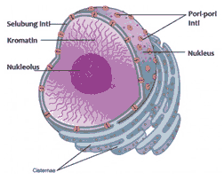 plant cell organelle nucleus