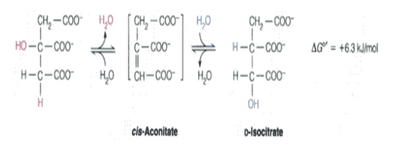 Isomeraas-tsitraadid