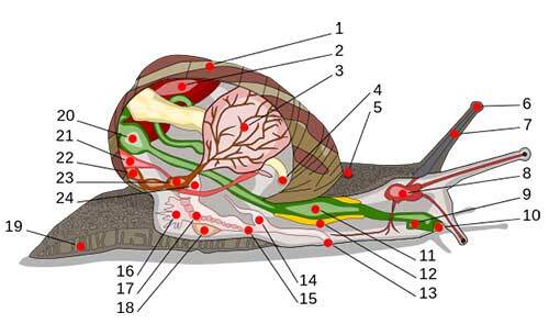 Gastropod Anatomy