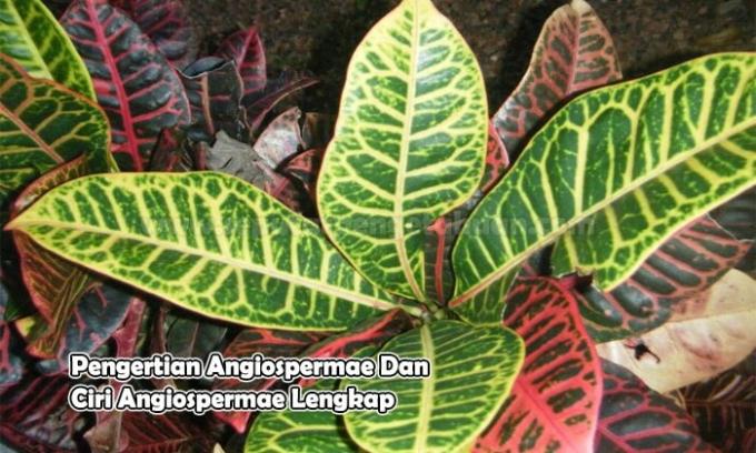 การทำความเข้าใจ Angiosperms และลักษณะ Angiosperms ที่สมบูรณ์