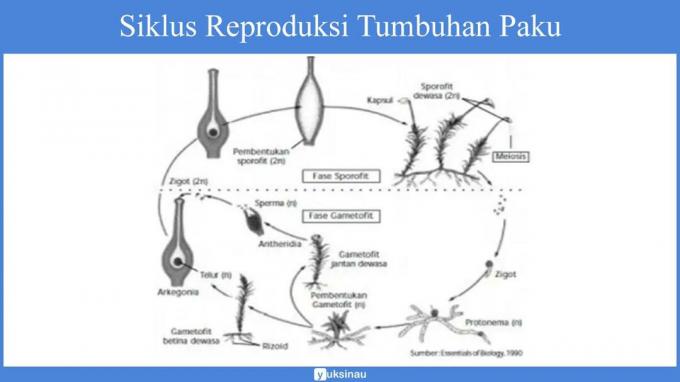 características de pteridófitas