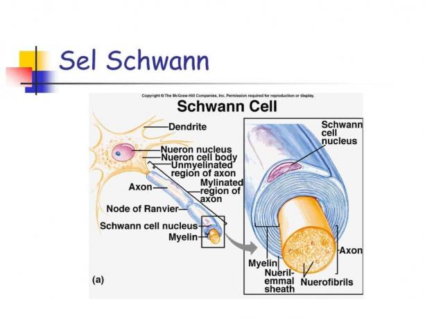 Schwann-Cells Pengertian