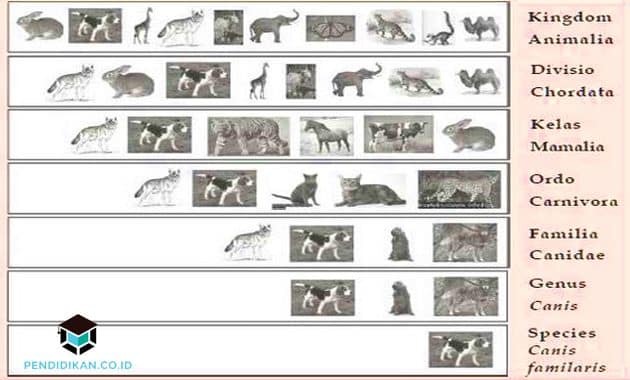 分類法、レベル、および例の定義