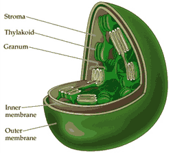 plastid plant cell organelles