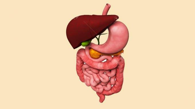 images du système digestif