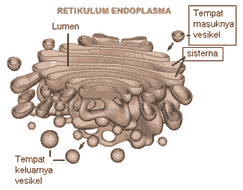 Golgi body