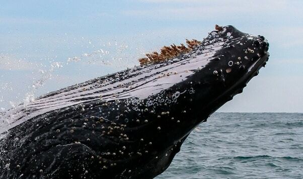 クジラとフジツボ