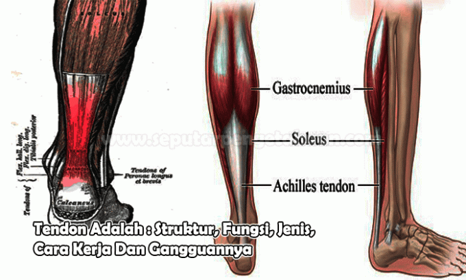 Tendons Are: Structure, Functions, Types, How They Work And Disturbances