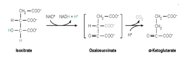 Isotsitraat-dehüdrogenaas