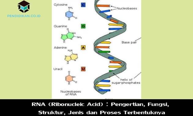 RNA（リボ核酸）：定義、機能、構造、種類および形成プロセス