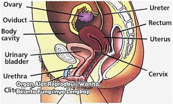 Organs of the Female Reproductive Organs and Their Complete Functions