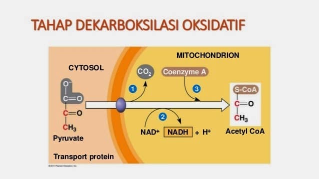 Oksüdatiivne dekarboksüülimine