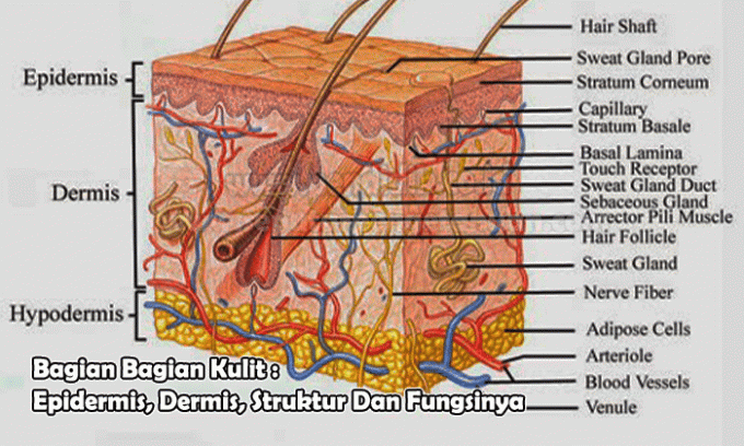 Parts of the Skin: Epidermis, Dermis, Structure and Functions