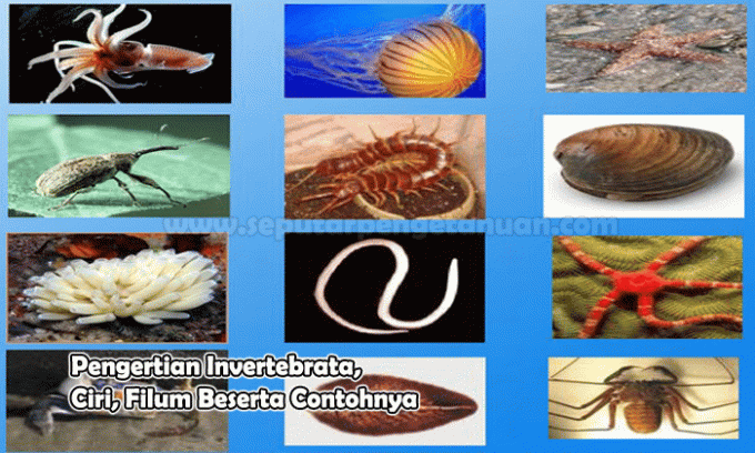 Definition of Invertebrates Characteristics of Phylums and Examples