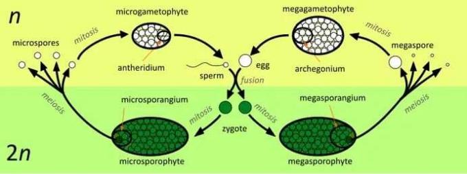 Definition of Metagenesis, Process, Stages, Schematics and Examples