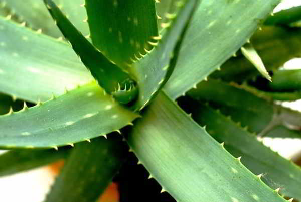 aloe vera vaatluse aruande näidistekst