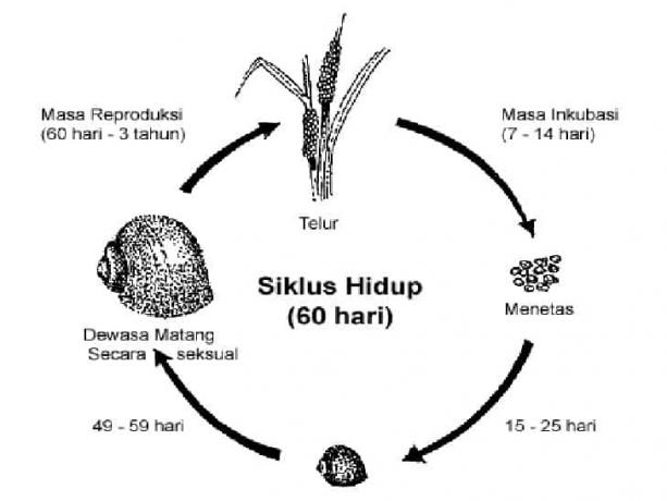 Gastropod-Life-Cycle