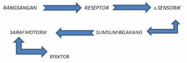 Process-Motion-Reflex.jpg