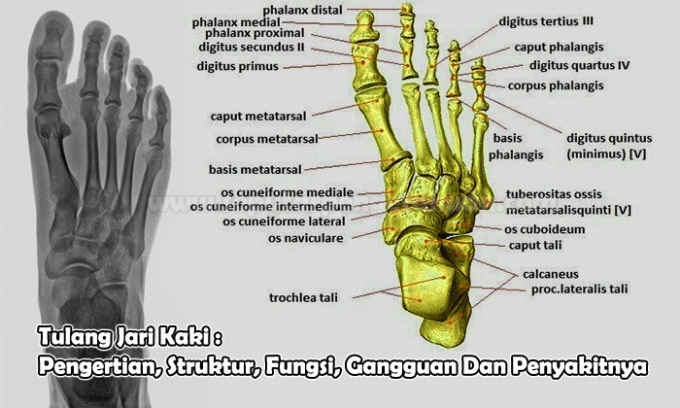 Toe Bones: Definition, Structure, Function, Disorders and Diseases